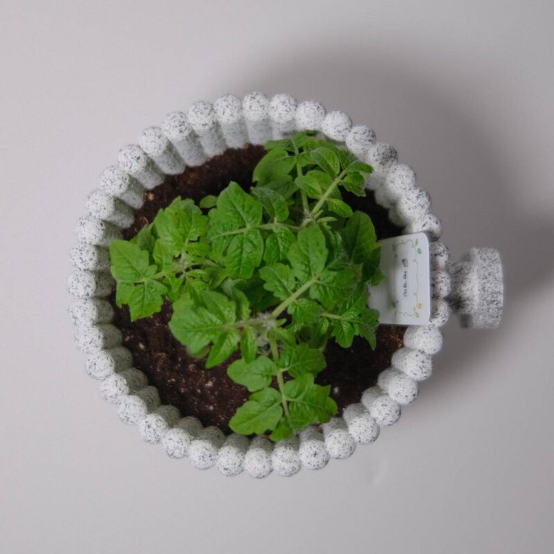 Tomato house featured image